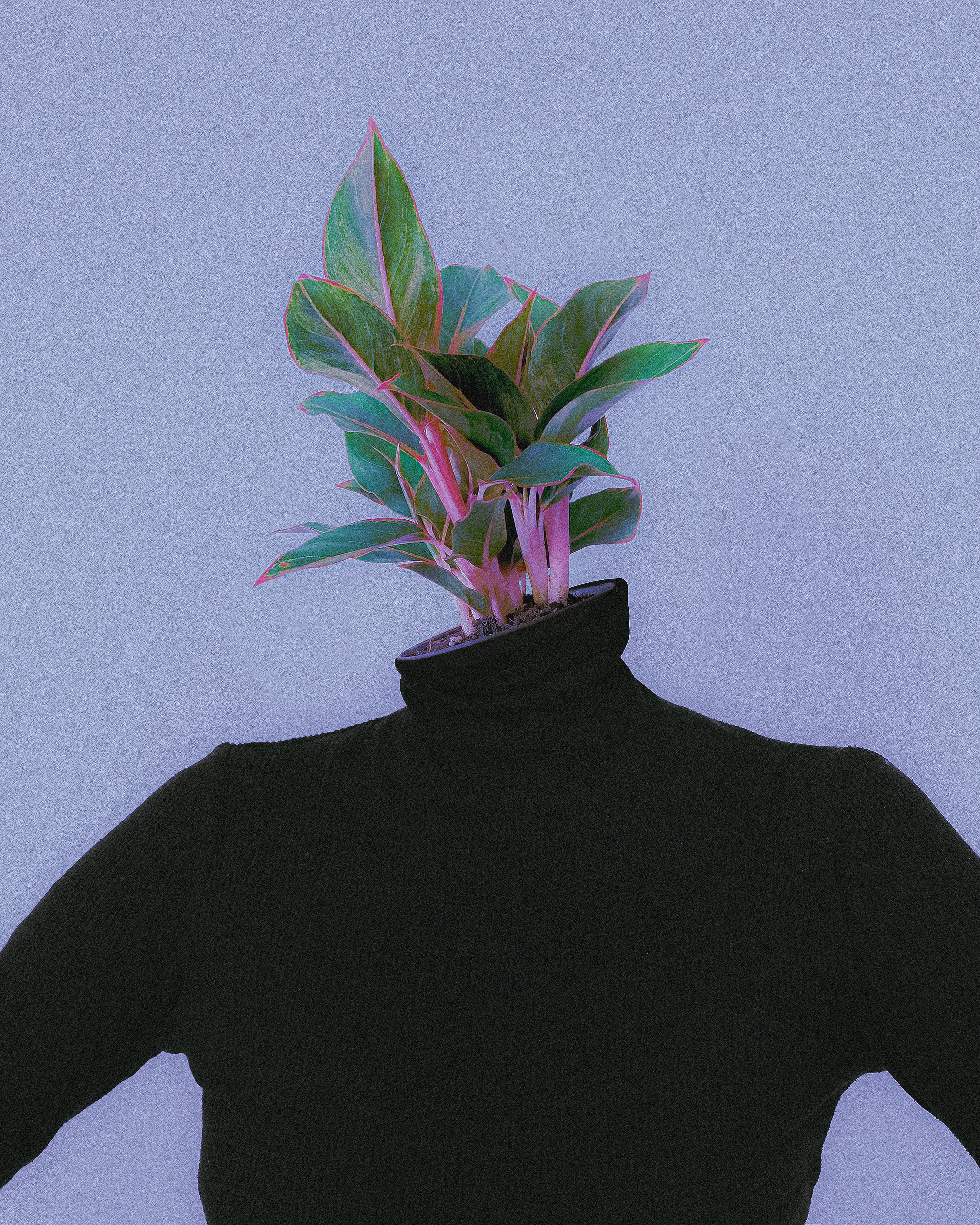 Pot Head (2023)

by Shay The Surrealist