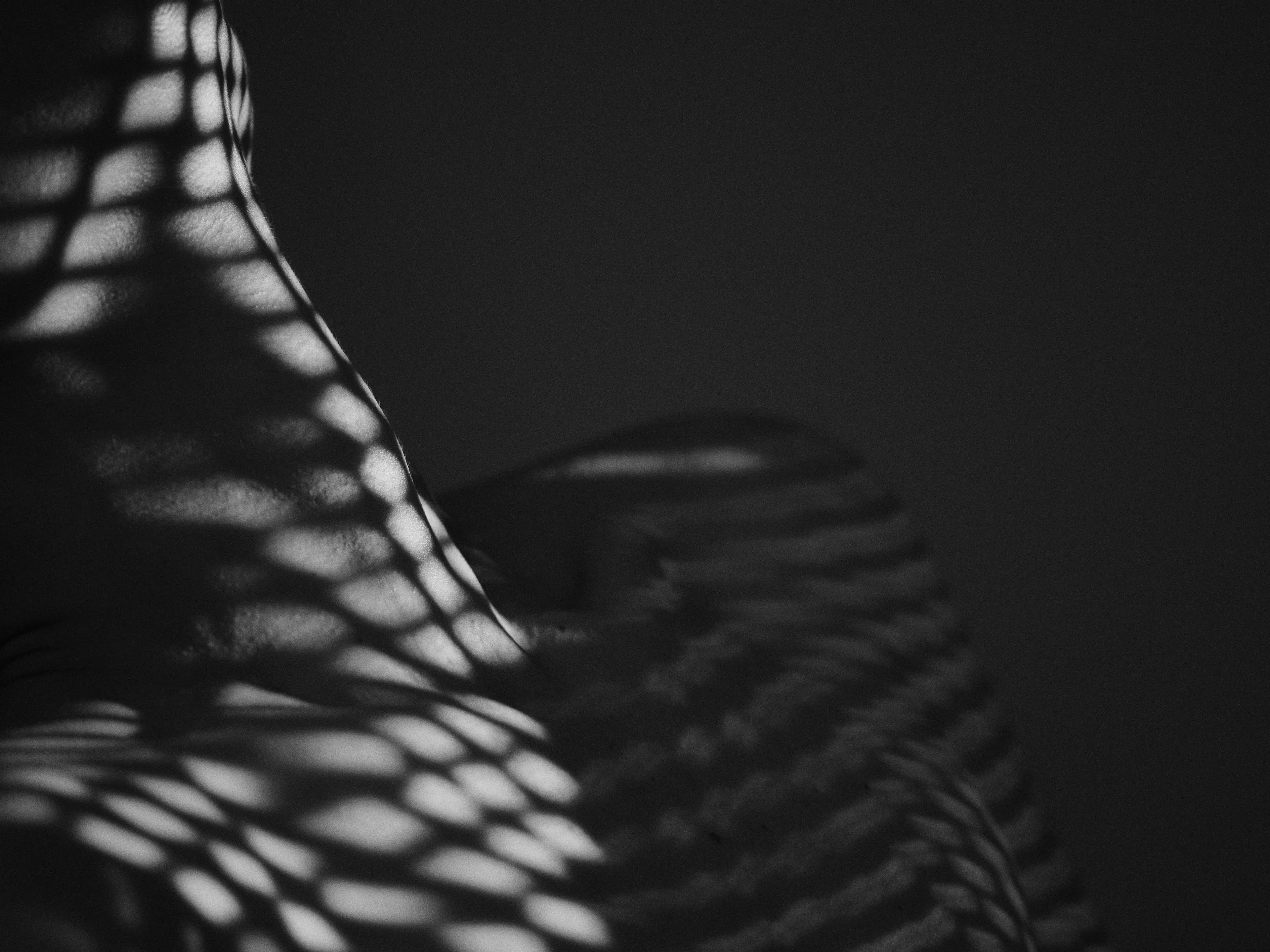 Copyright © 2025 Jessica Cardelucci